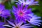 Perennial, outdoor, aster laevis `bluebird` in springtime, beautiful blue flower