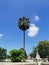 The perennial palm tree is solitary.  With a backdrop of bright sky