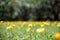 Perennial Peanut also yellow Arachis pintoi flower