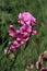 Perennial peavine or perennial pea flower