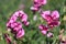 Perennial peavine or perennial pea flower