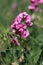 Perennial peavine or perennial pea flower