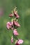 Perennial peavine or perennial pea flower