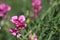 Perennial peavine or perennial pea flower