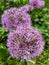 Perennial Pink Flowers in park