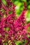 Perennial plant Astilbe arends on a green blurred background