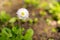 Perennial plant Daisy a representative of the family of Aster small flowers of white color