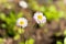 Perennial plant Daisy a representative of the family of Aster small flowers of white color