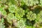 A perennial plant of Marchantia lat. Marchantia