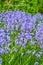 Perennial plants with vibrant petals thriving in a peaceful park. Closeup of colorful purple flowers in a garden