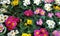 Perennial primrose or primula flowers