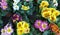 Perennial primrose or primula flowers