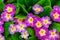 Perennial primrose or primula in the spring garden. Primroses in