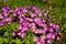 Perennial primrose or primula in the spring garden. Primroses in spring. The beautiful colors primrose flowers garden