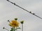 Perennial rudbeckia `Golden ball` lat. Rudbeckia laciniata and sparrows