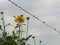 Perennial rudbeckia `Golden ball` lat. Rudbeckia laciniata and sparrows