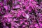 Perennial Sage Salvia hormium close-up, selective focus