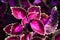Perennial Sage Salvia hormium close-up, selective focus