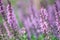 Perennial Salvia, a species of sages, also known as a purple wood sage