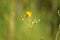 Perennial sowthistle in bloom close-p view with green blurred background