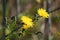 Perennial sowthistle in bloom closeup view with blurred background