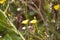 Perennial sowthistle n bloom closeup with selective focus on foreground