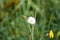 Perennial sowthistle seeds closeup view with blurred background