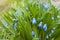 Perennial spring blue Scilla flower.