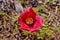 A perennial spring flower of red flowers on a flower bed