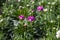 Perennial spring pink flowers for the garden for sale in garden shop