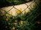 Perennial sunflower backyard chain link fence steel net