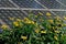 Perennial sunflowers in a butterfly garden against a backdrop of solar panels on a bright summerâ€™s day.