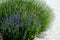 Perennial tahon with lavender, and other flowers. the flowerbed is by the road made of marble cubes. mulched by bark.