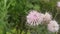 Perennial thistle plant with spine tipped triangular leaves and purple flower