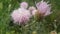 Perennial thistle plant with spine tipped triangular leaves and purple flower