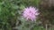 Perennial thistle plant with spine tipped triangular leaves and purple flower