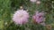 Perennial thistle plant with spine tipped triangular leaves and purple flower
