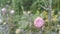 Perennial thistle plant with spine tipped triangular leaves and purple flower