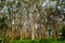 Perennial trees forest at Centennial park, Sydney, Australia.