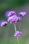 Perennial Verbena bonariensis flower