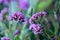 Perennial Verbena bonariensis in flower