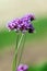 Perennial Verbena bonariensis flower