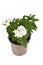 Perennial `Verbena Cultivars` plant with white flowers in pot on white background