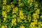 Perennial wildflowers the Dotted Loosestrife or Large Loosestrife or Circle flower Latin: Lysimachia punctata is a flowering