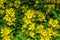 Perennial wildflowers the Dotted Loosestrife or Large Loosestrife or Circle flower Latin: Lysimachia punctata is a flowering