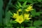 Perennial wildflowers flowers the Dotted Loosestrife or Large Loosestrife or Circle flower Latin: Lysimachia punctata is a