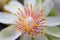 Pereskia aculeata flower details and its beauty