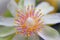 Pereskia aculeata flower details and its simple beauty