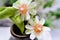 Pereskia aculeata flowers in vase