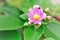 Pereskia aculeata pink flower beauty